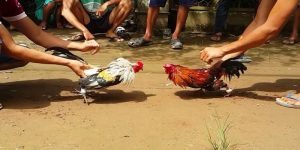 Cách chơi đá gà cựa tre hiệu quả nhất hiện nay