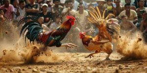 Giới thiệu tổng quan về đá gà Campuchia