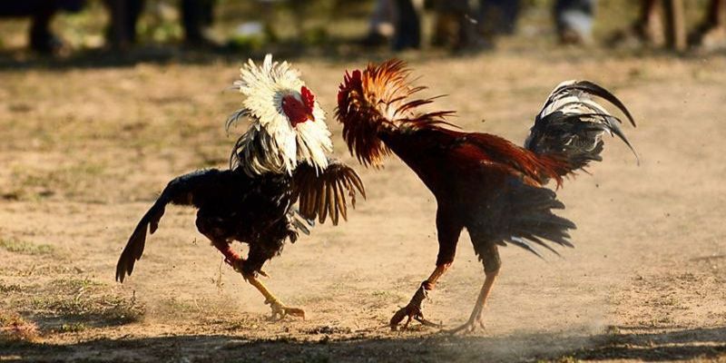 Khái quát đá gà trực tiếp C3