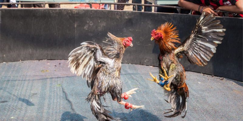 Kinh nghiệm đá gà Campuchia hiệu quả cho người mới