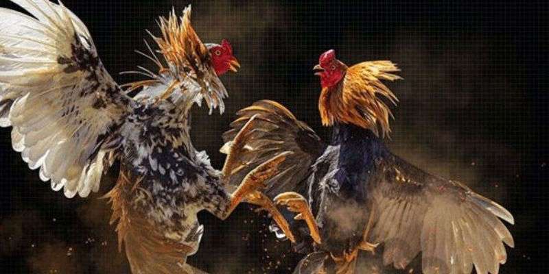 Kinh nghiệm chơi đá gà trực tiếp C3 dễ thắng