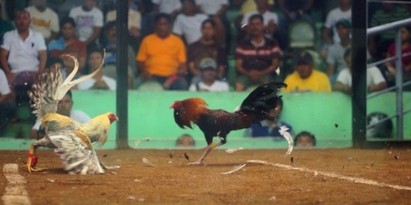 Những điều quan trọng cần lưu ý khi chơi đá gà cựa tre