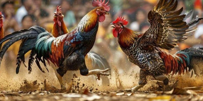 Ưu điểm khi chơi đá gà Campuchia tại MM99