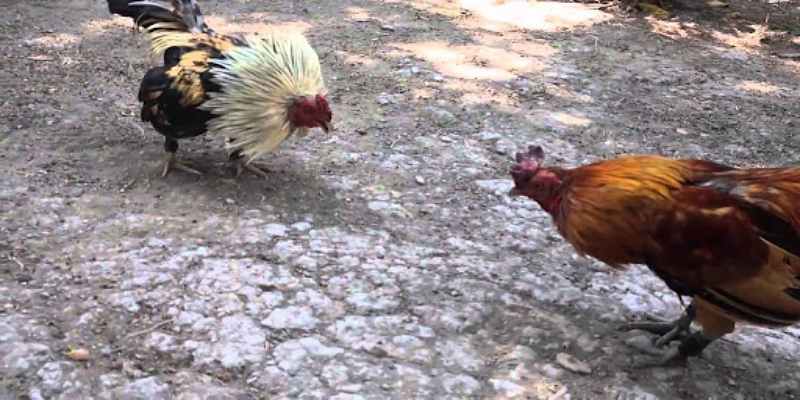 Sơ đồ mô tả hướng thả gà và các góc tấn công lý tưởng để chiếm ưu thế - Cách thả gà đá